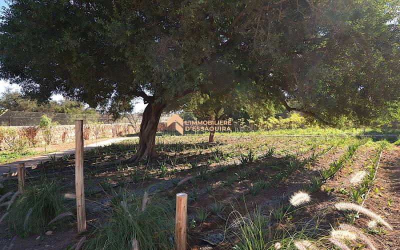 Villa Had Dra_VNA (39)